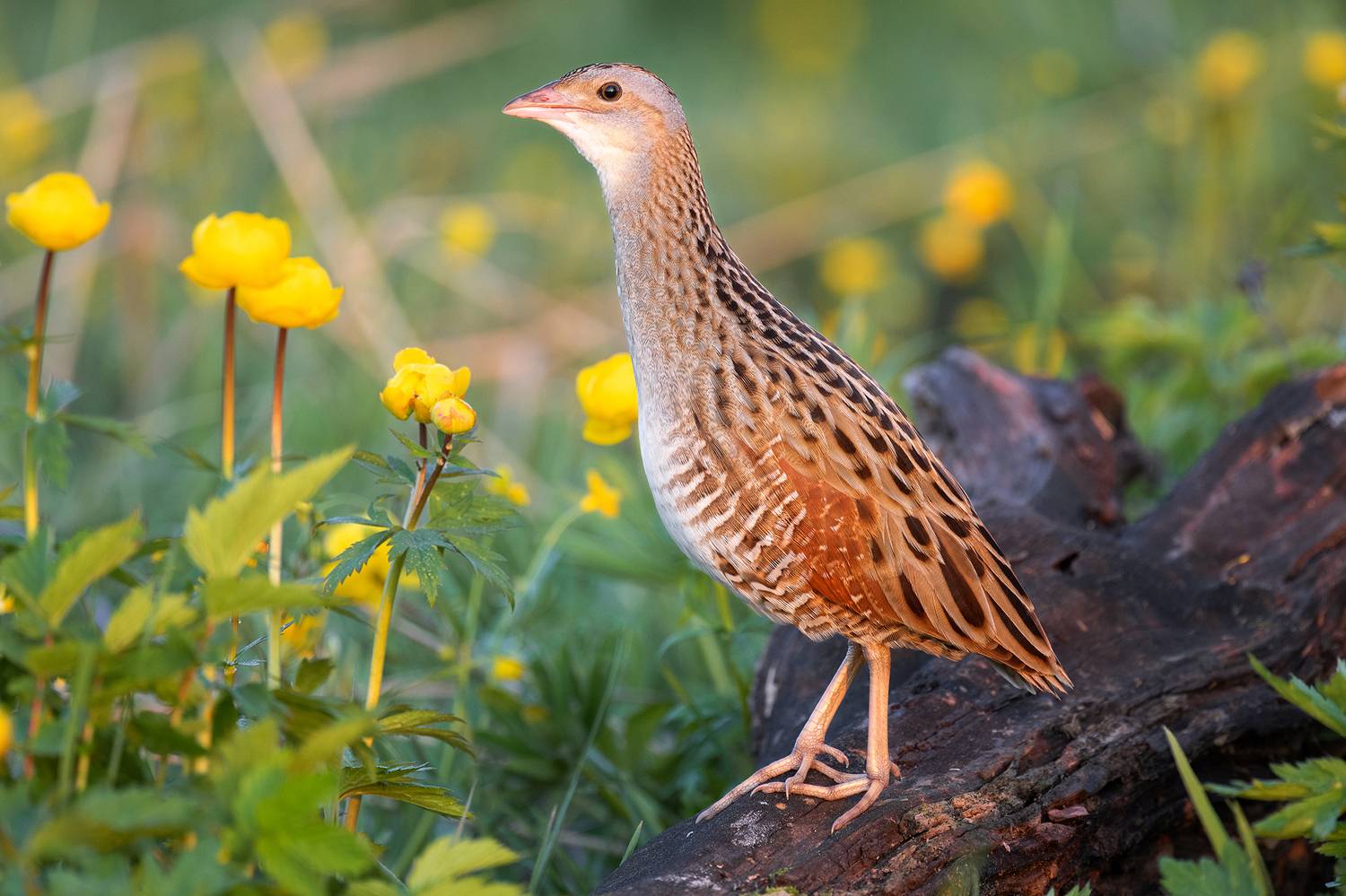 , Сумников Алексей
