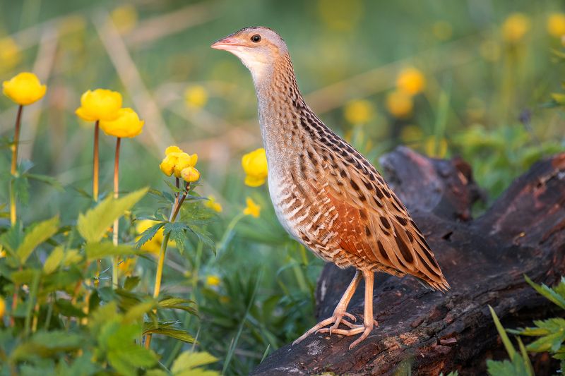 Коростель, или дергач (устар.) — Сrех сrех L. фото превью