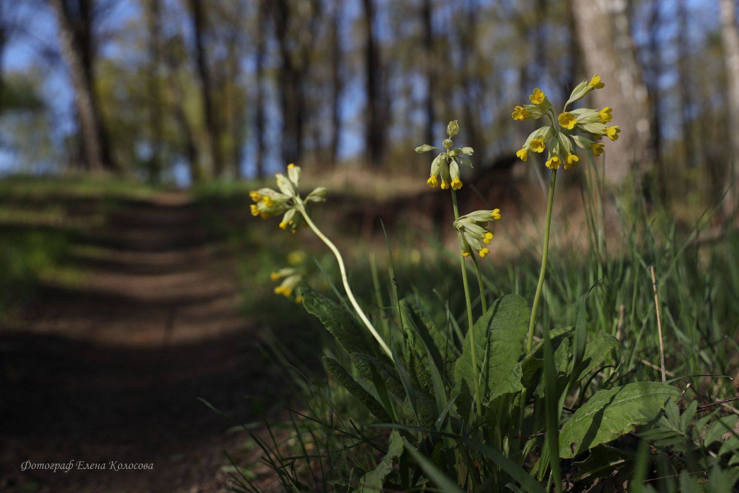 , Колосова Елена