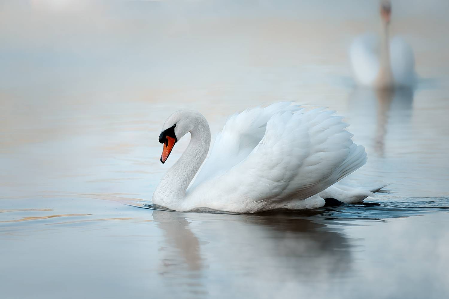 , Светлана Писарева