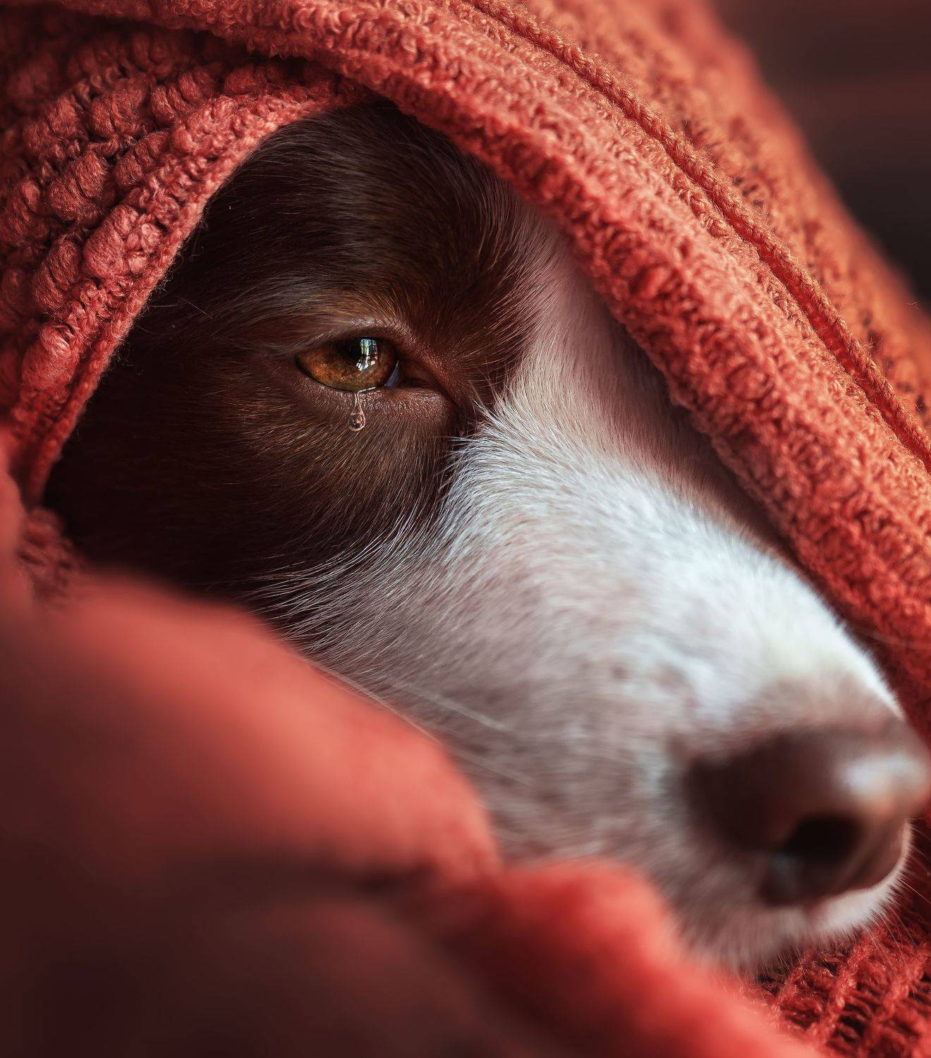 宠物 狗 动物 , 宠物摄影师狗哥