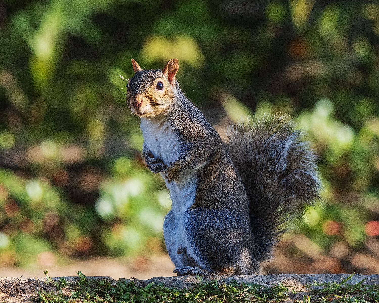 , Леонид Дьяченко