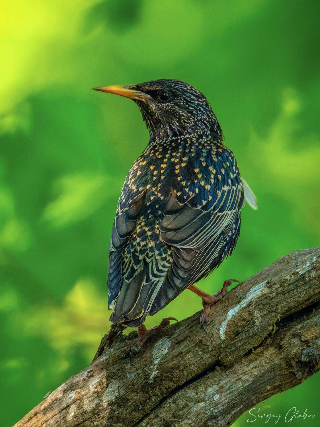 скворец, птицы, пернатые, Сергей Глебов