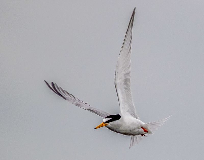 крым, заповедник «лебяжьи острова», птицы, малая крачка Малая крачка фото превью