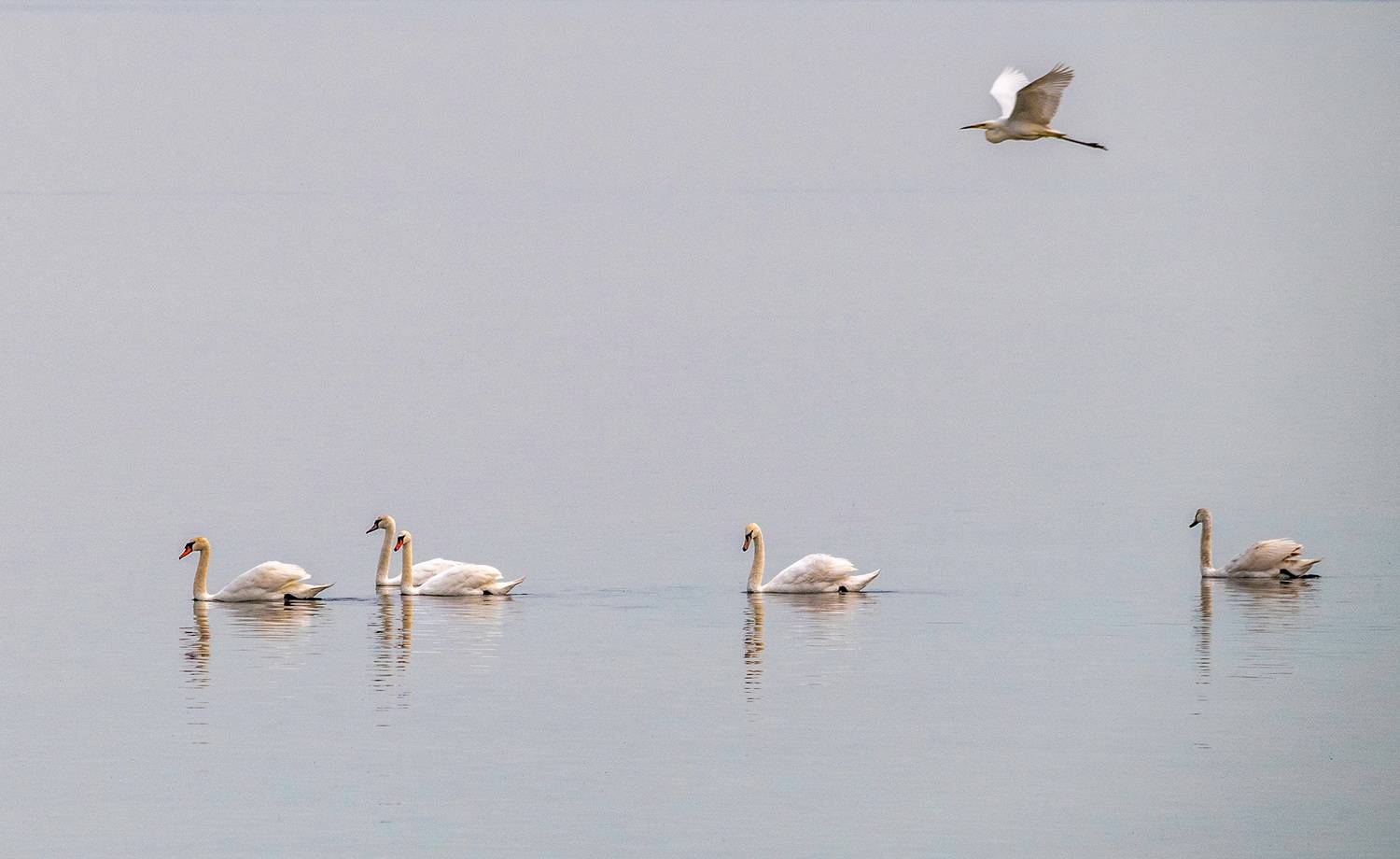 крым, заповедник &laquo;лебяжьи острова&raquo;, птицы, лебедь-шипун, большая белая цапля, Савчук Сергей