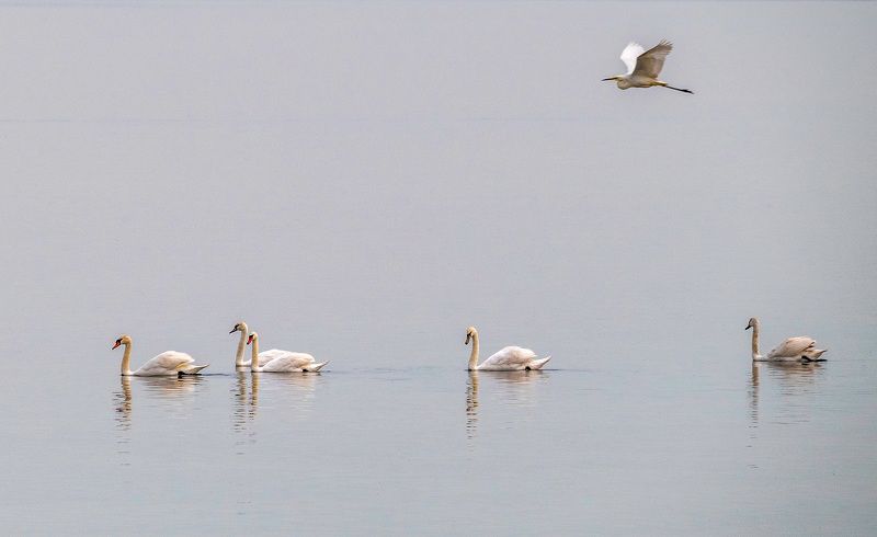 крым, заповедник «лебяжьи острова», птицы, лебедь-шипун, большая белая цапля Утренняя тишина фото превью