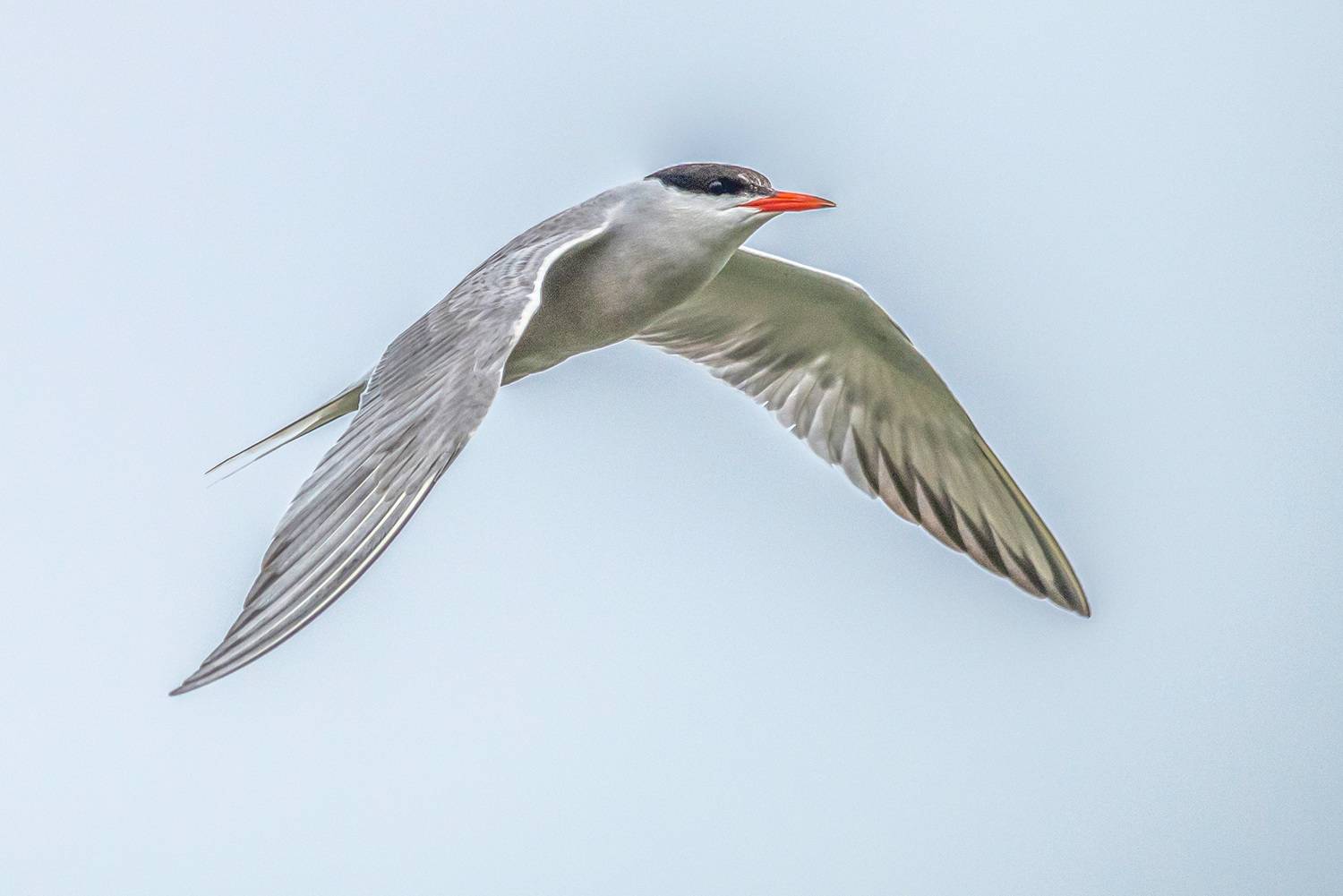 крым, заповедник &laquo;лебяжьи острова&raquo;, птицы, речная крачка, Савчук Сергей