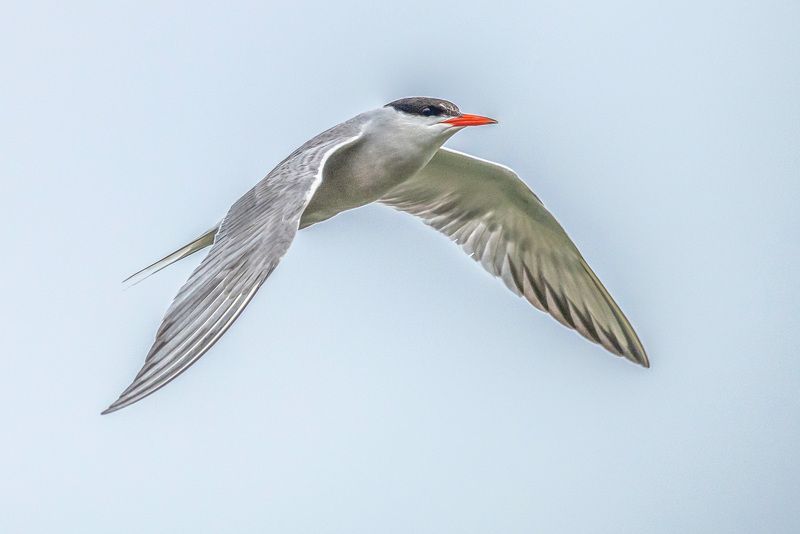крым, заповедник «лебяжьи острова», птицы, речная крачка Речная крачка фото превью