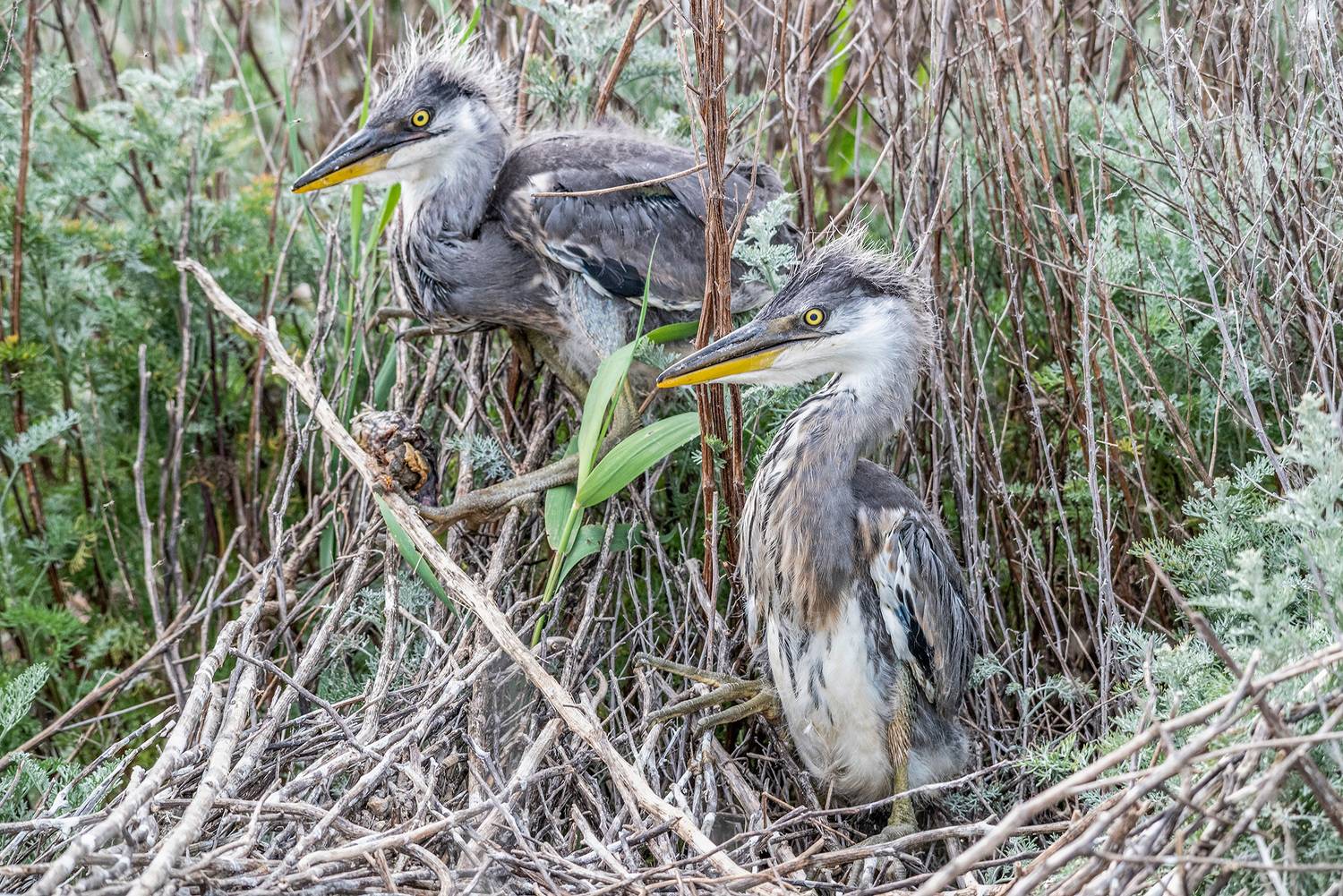 крым, заповедник &laquo;лебяжьи острова&raquo;, птицы, бптенец, серая цапля, Савчук Сергей
