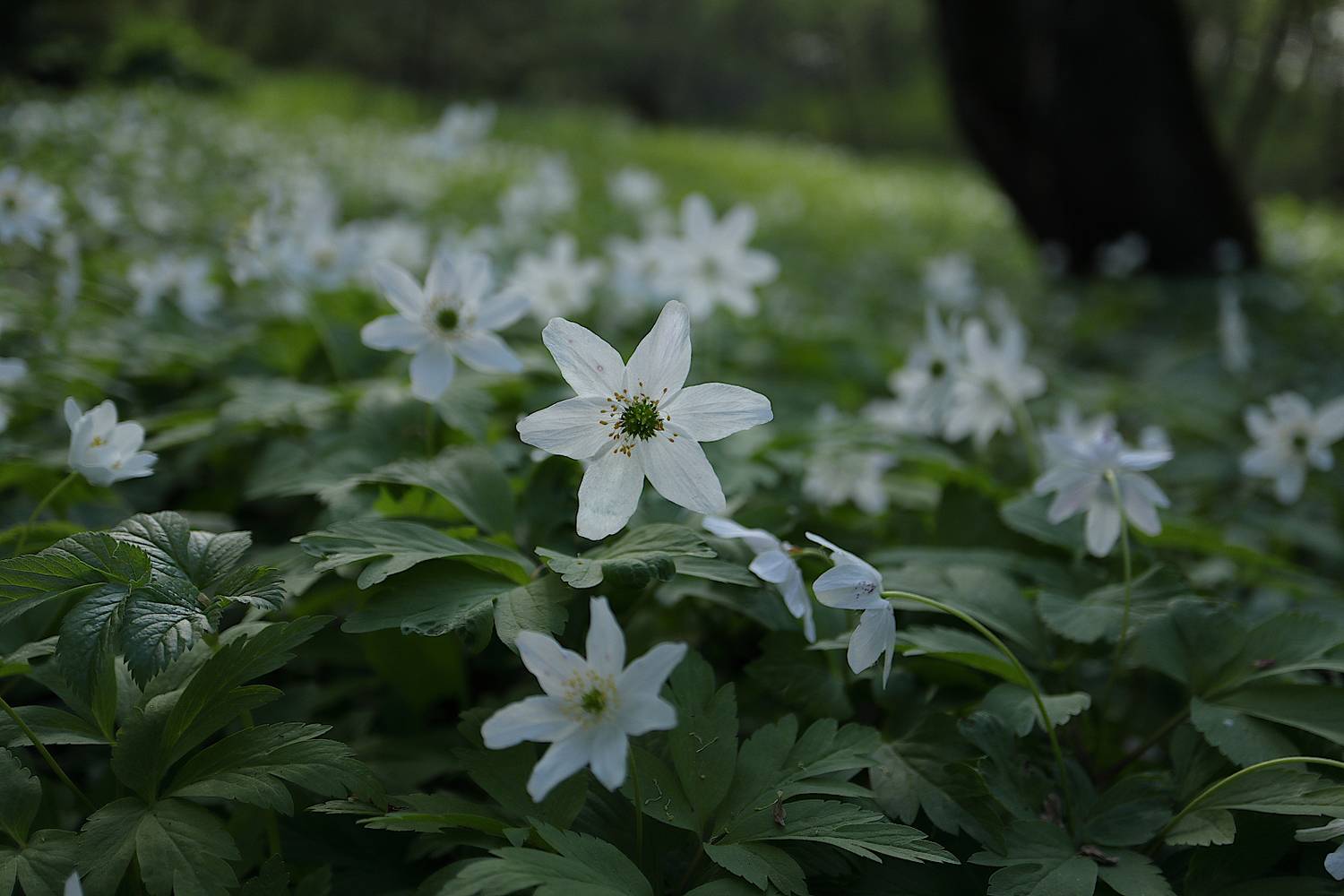 , Александр Зорин