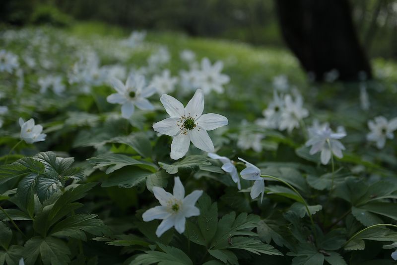 Anemonoides nemorosa фото превью
