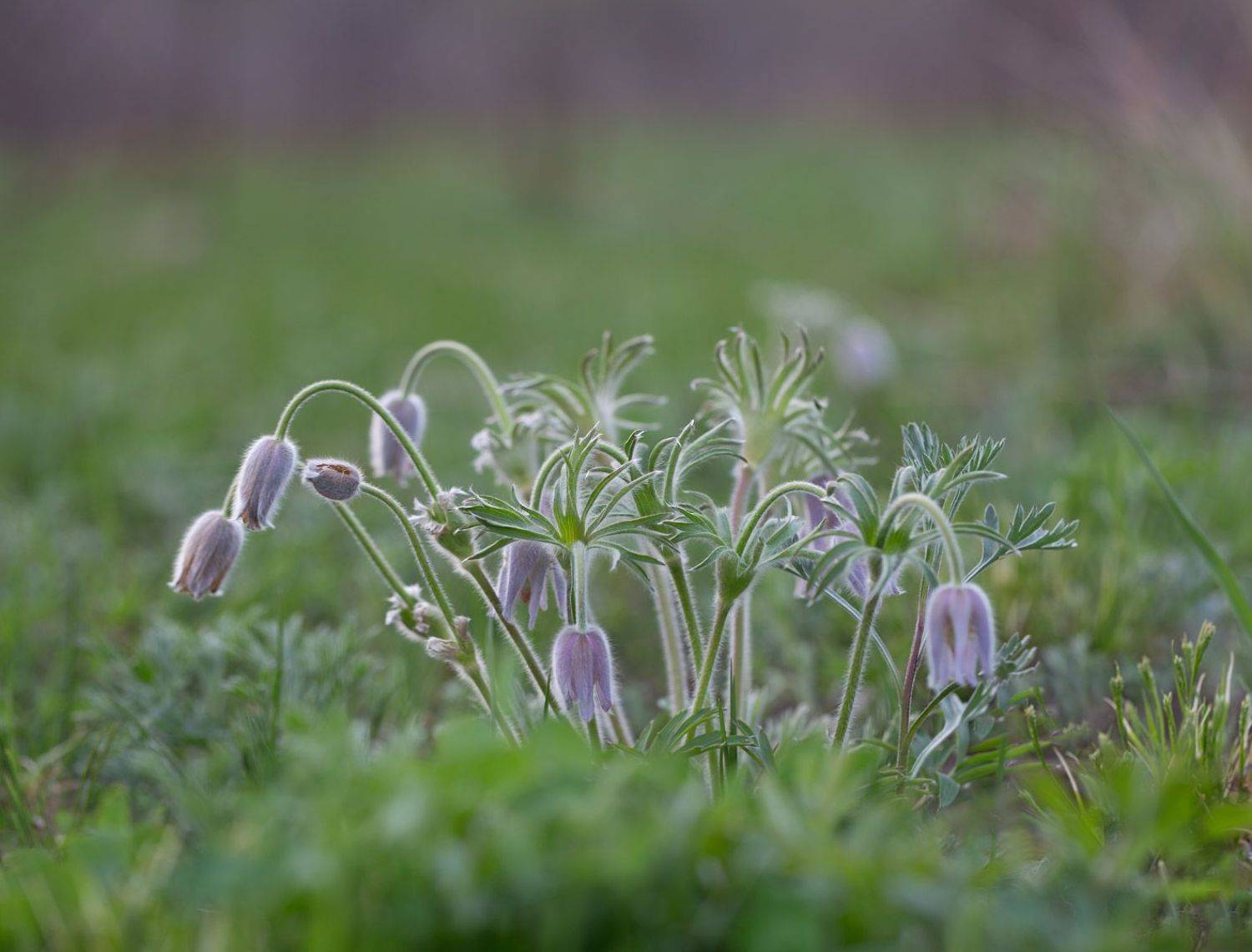 цветы, сон-трава, весна, Евгений Паршуков