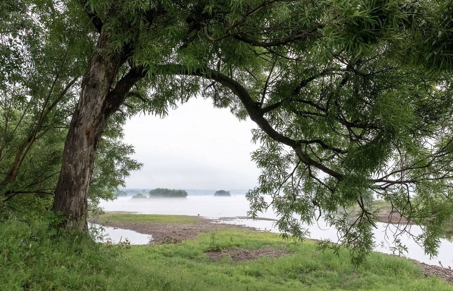 ива, туман, арка, рассвет, утро, лето, Фомина Марина