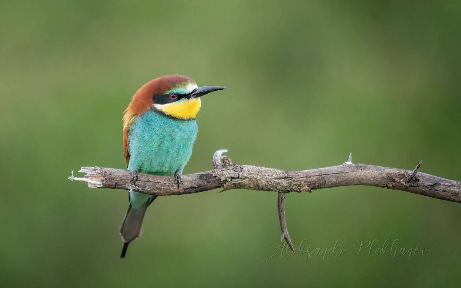 , Плеханов Александр