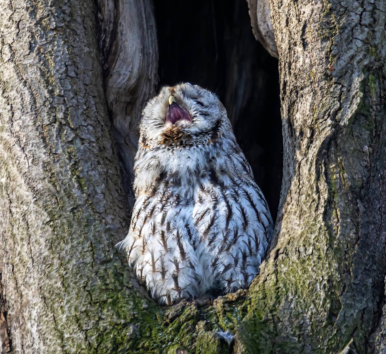 , Волынский Виктор