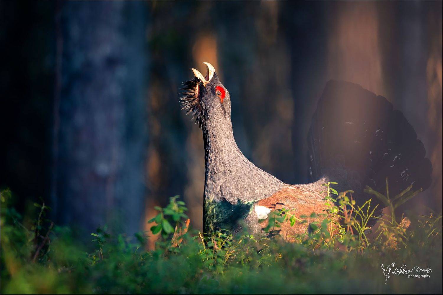 глухарь., карелия., национальный, парк, Роман Лобанов