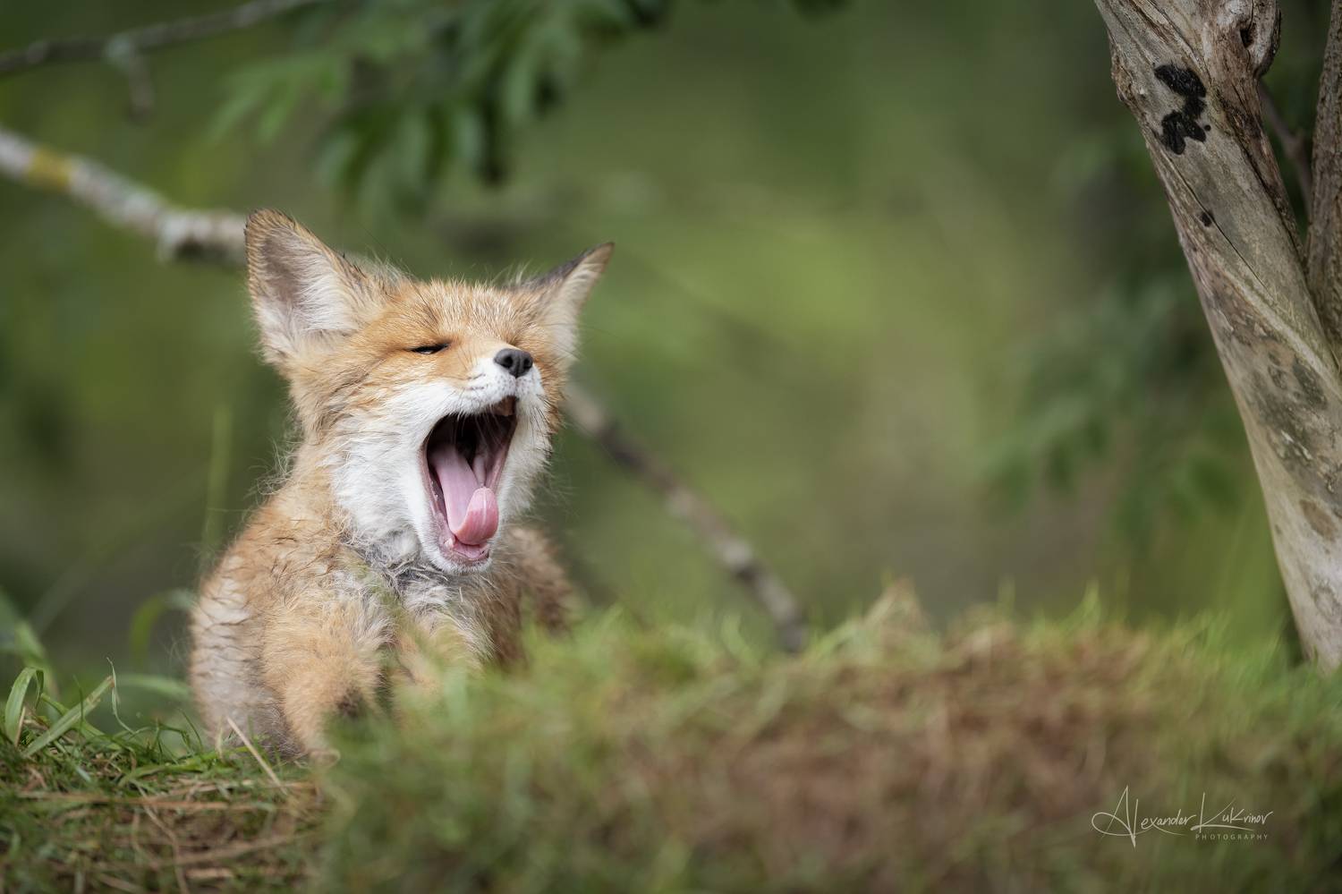 лис,лисёнок,лиса, Александр Кукринов