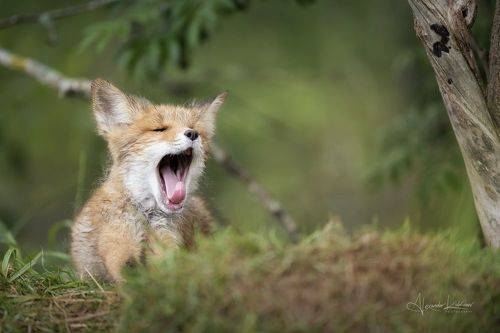 Доброго утра...