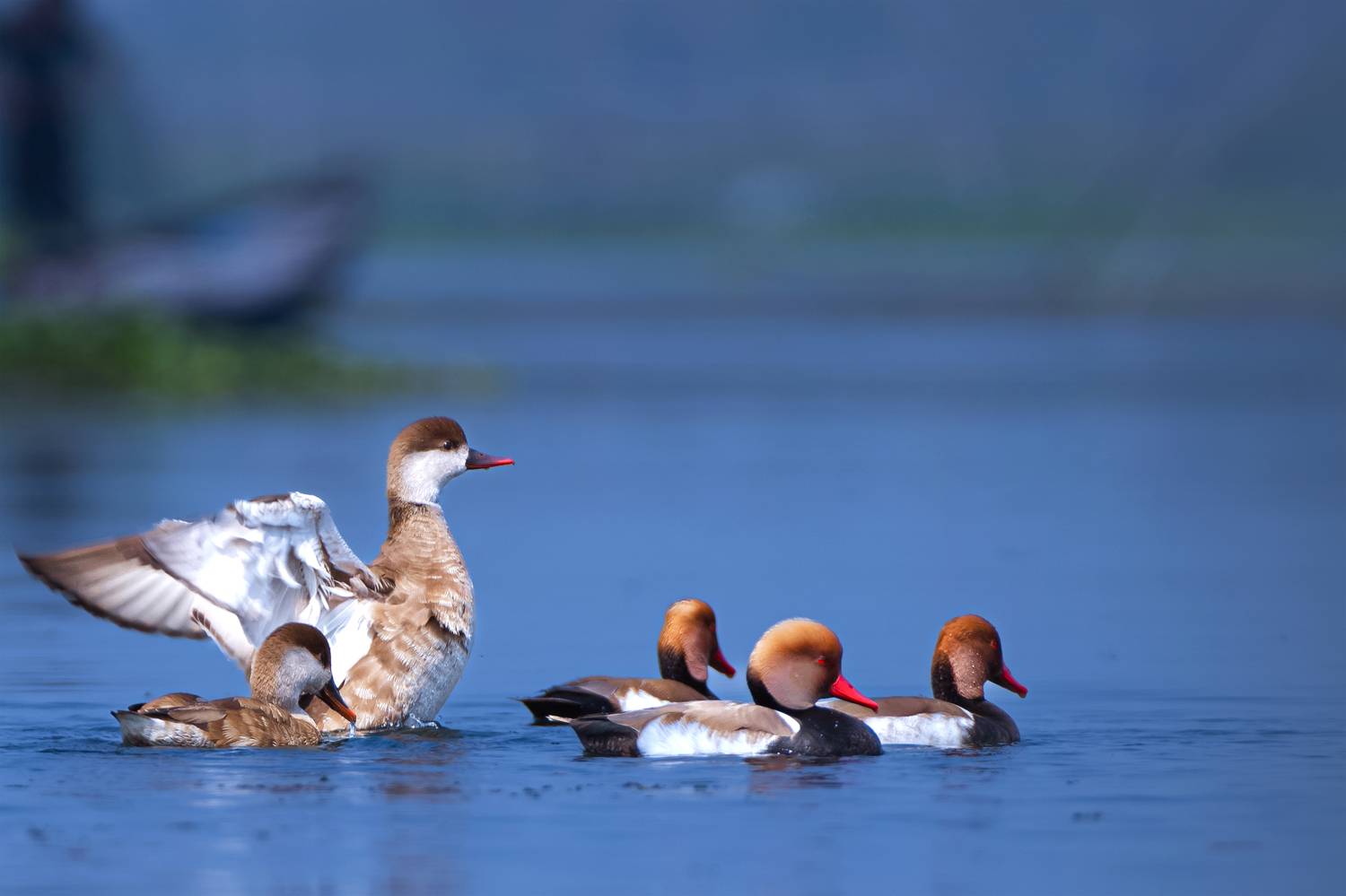 #birdphotography	 #birdsofinstagram	 #wildlifephotography	 #birds	 #naturephotography	 #bird	 #nature	 #wildlife	 #photography	 #birdwatching	 #natgeo	 #photooftheday	 #nikon	 #birding	 #naturelovers	 #canon	 #animals	 #birdlovers	 #travel	 #love	 #bestbi, Diganta Roy