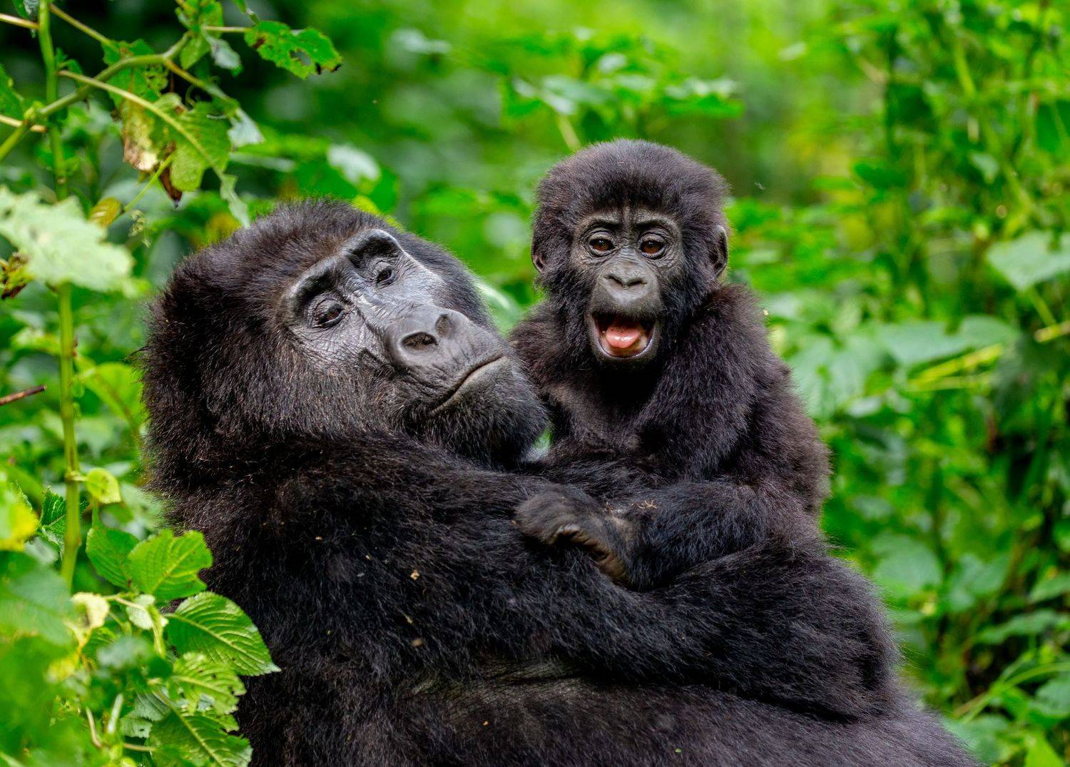 , Гудков Андрей