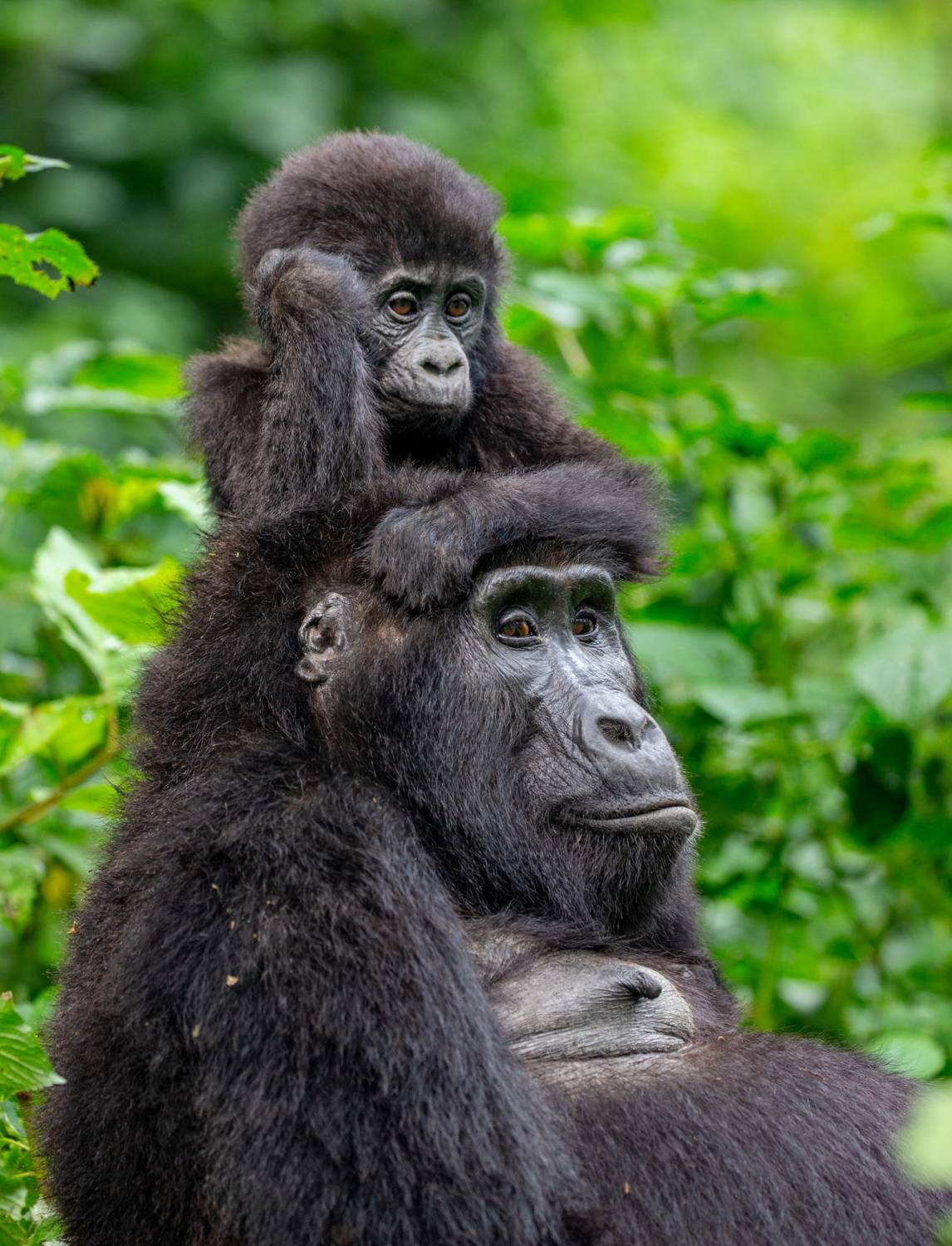 , Гудков Андрей