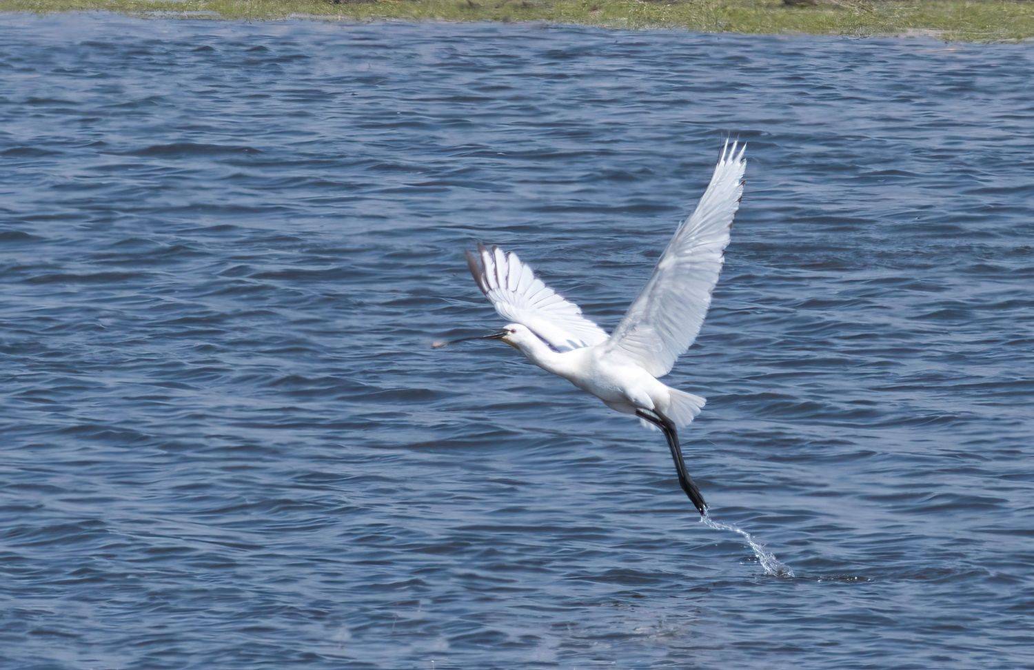, Большаков Алексей