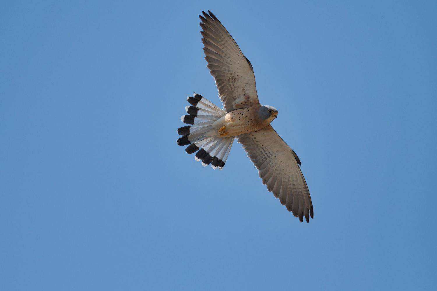 , Большаков Алексей