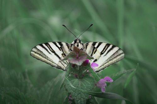 Fly, fly butterfly