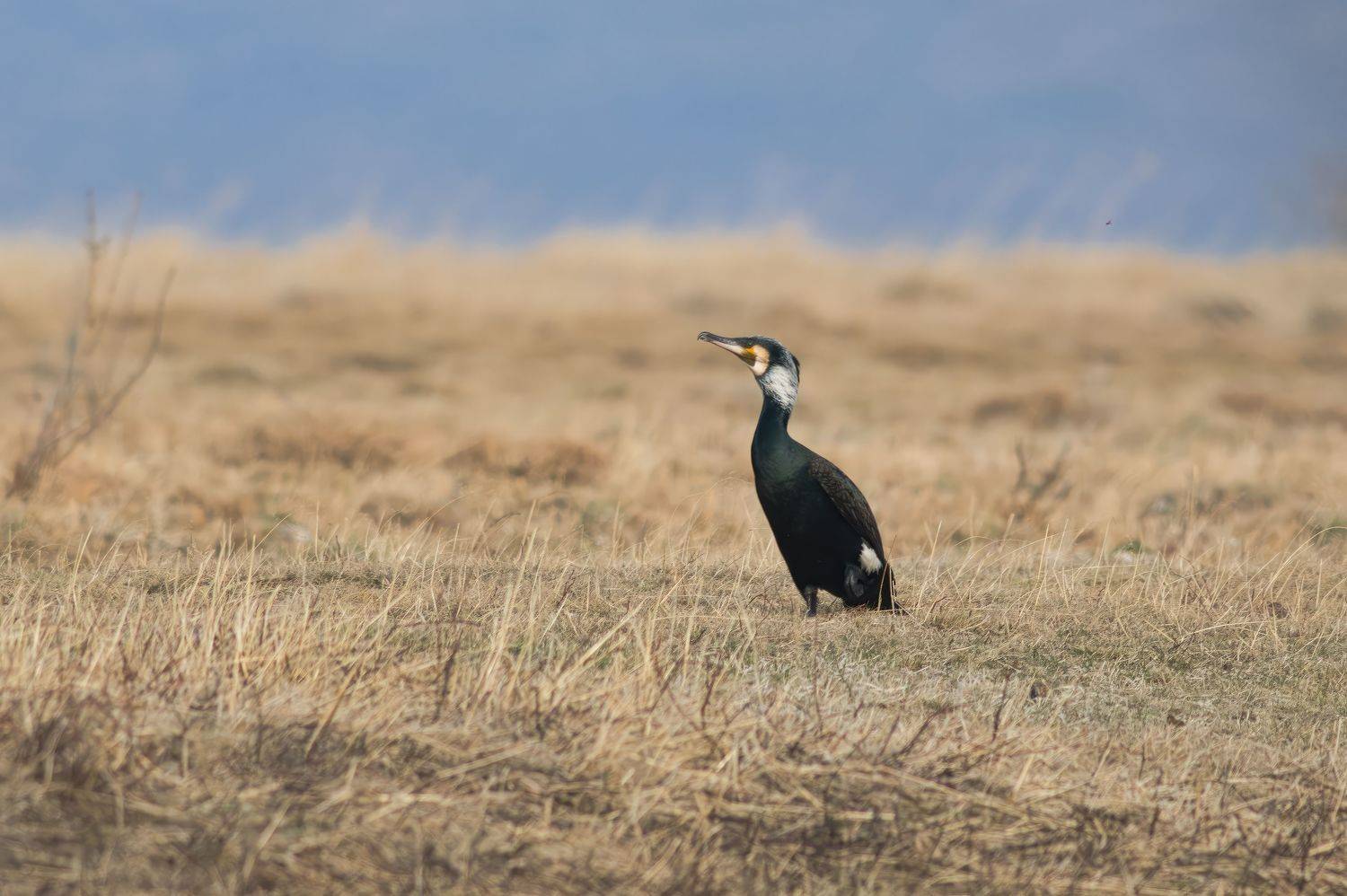 , Большаков Алексей