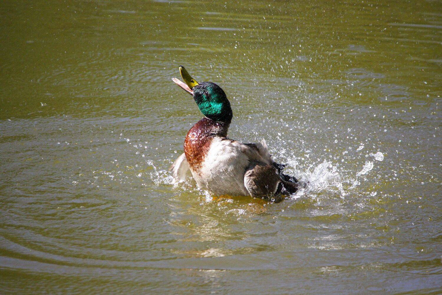 кряква, КарОл