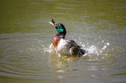 Кря, кря, кря!