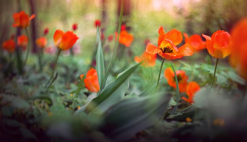 Огоньки в саду фото превью