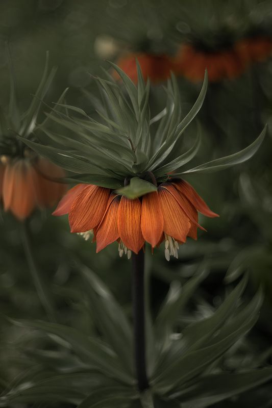 рябчик императорский, рябчик, цветы, сад, цветение, флора, цветок, природа ㅤ фото превью