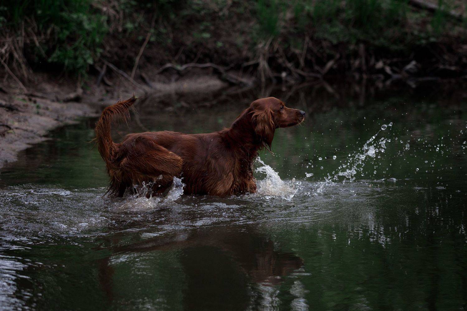, Мария Шерскова