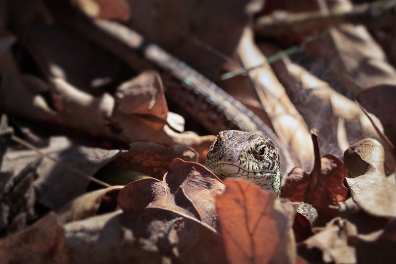 ящерица, прыткая ящерица, рептилия, макро, lizard, macro Я листик фото превью