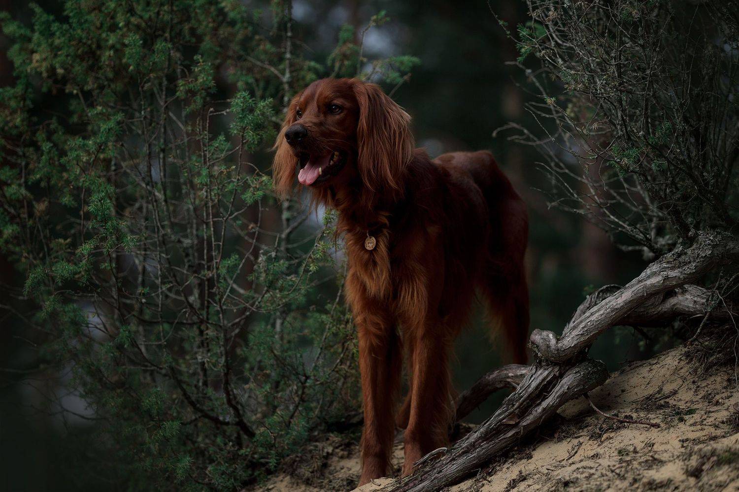 , Мария Шерскова