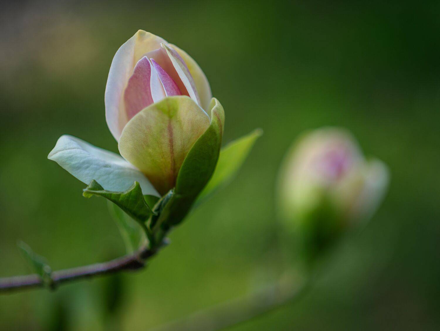 , Курлянцев Алексей