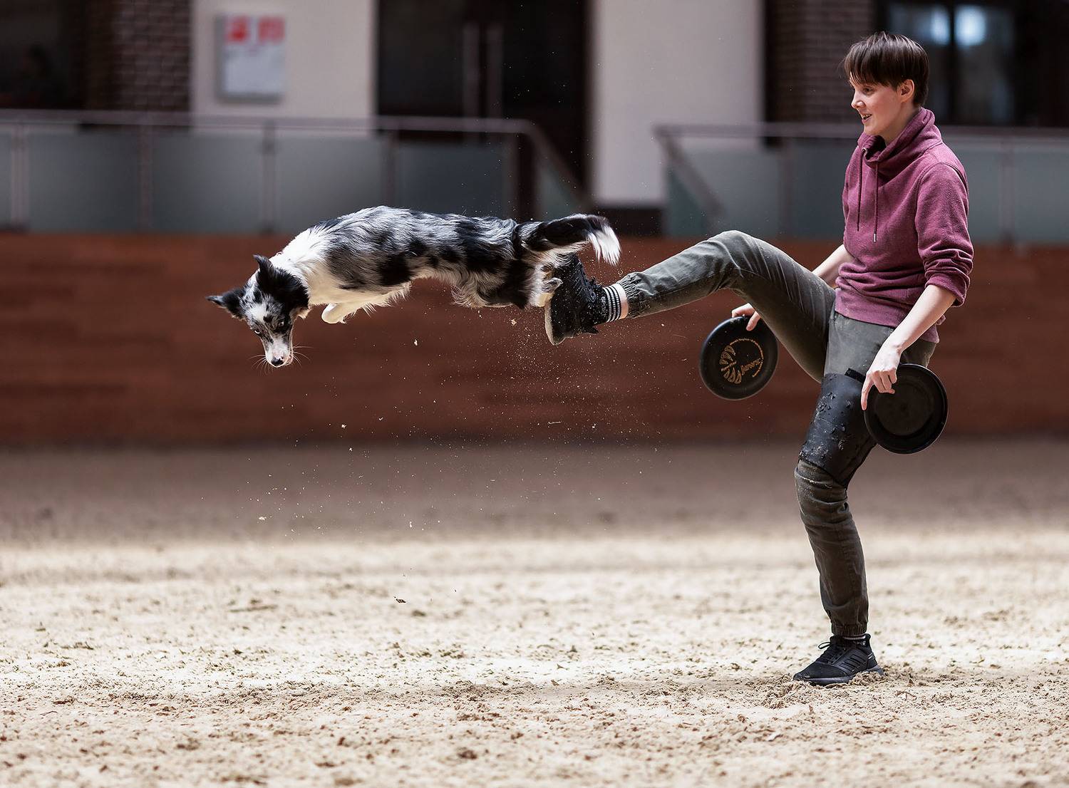 соревнования, спорт, фристайл, competition, dog, sport, Стукалова Юлия