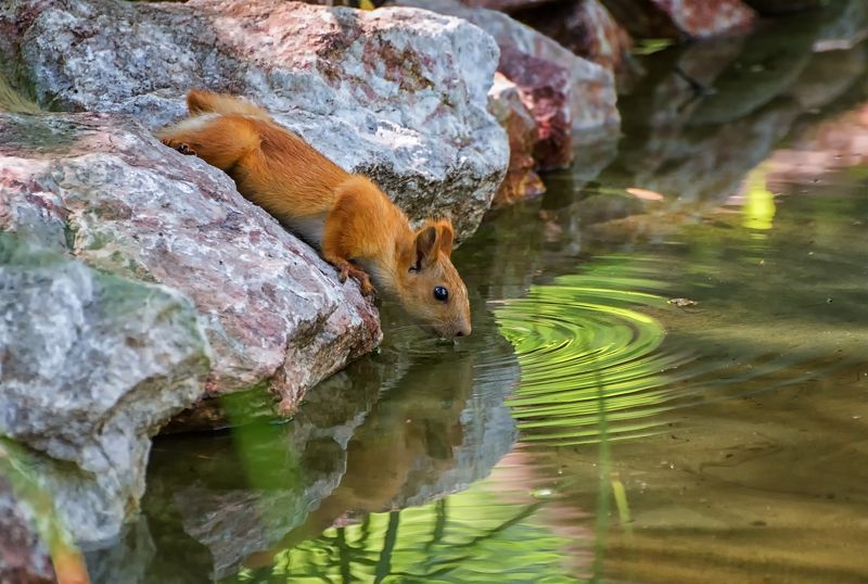 белка, водопой, водоём, водопой.. фото превью