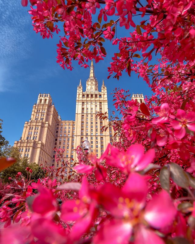 москва, яблони, баррикадная, кудринская площадь, розовые яблони, moscow, spring Розовые яблони у высотки на Баррикадной фото превью