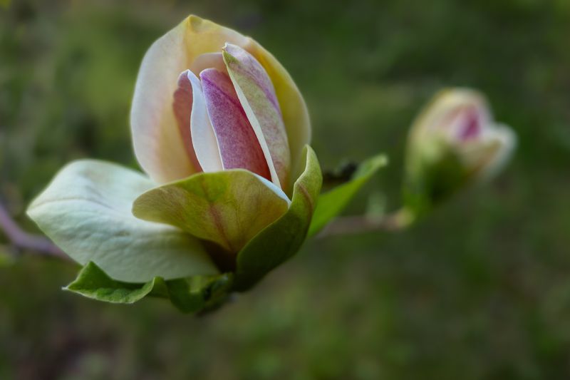 Магнолия распустилась 2 фото превью