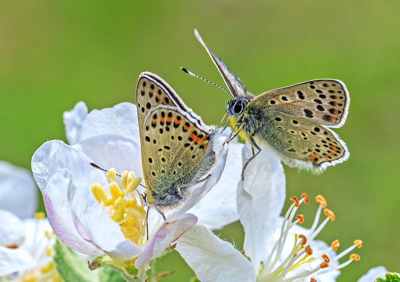 насекомые, бабочка, голубянка, червонец, бурый, цветение, яблоня, весна, май, Борис Новиков