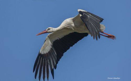 White stork
