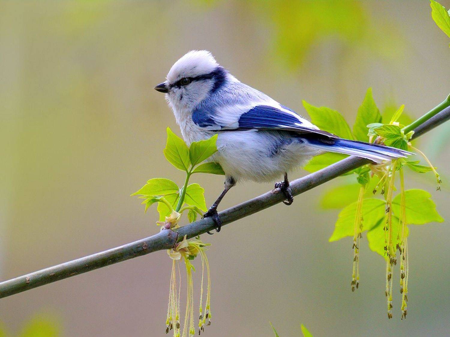 природа, фотоохота,  птицы, животные, лазоревка белая, vladilenoff