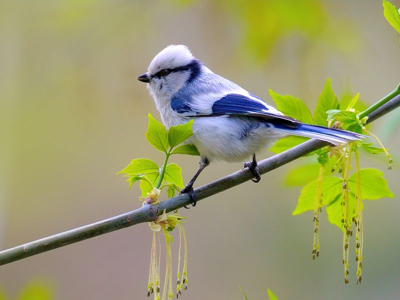 природа, фотоохота,  птицы, животные, лазоревка белая Белая лазоревка на клёне цветущем фото превью