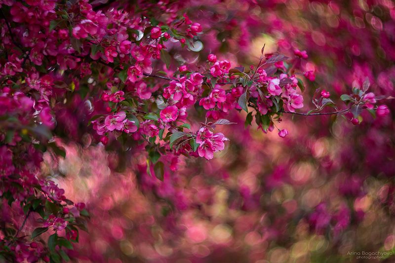 *** фото превью