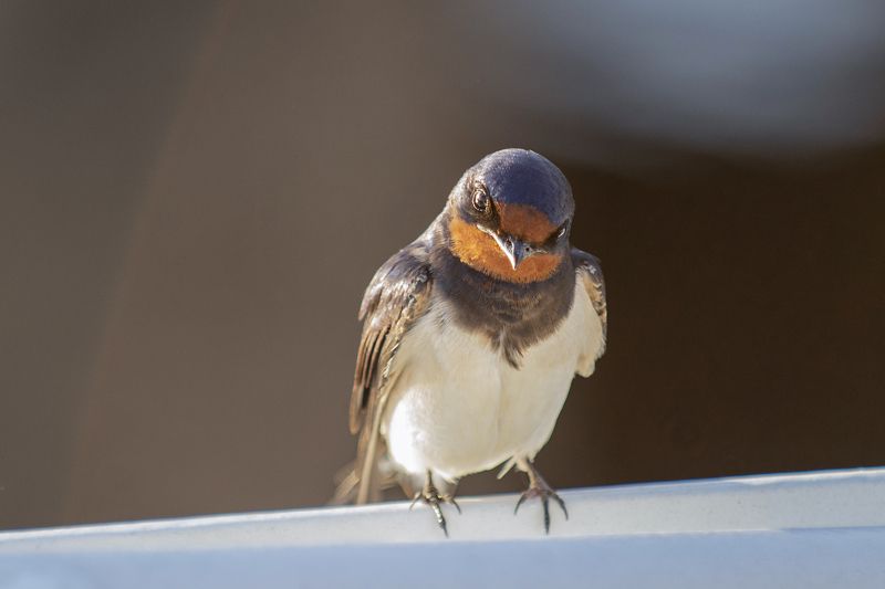Зов природы... фото превью