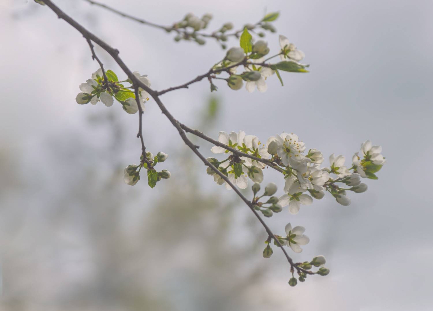 , Вера Петри
