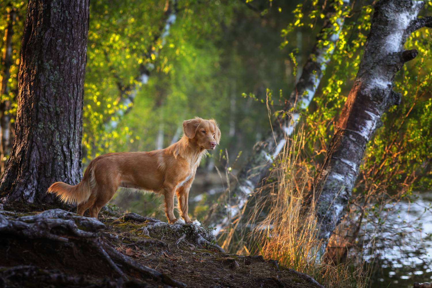 , Андрей Ершов