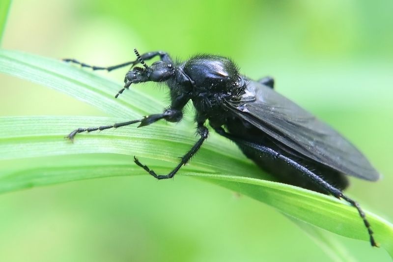 Жук фото превью